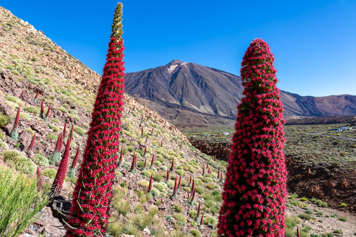 25 TOWER OF JEWELS Red Bugloss Echium Wildpretii Ruby Hummingbird Flower Seeds
