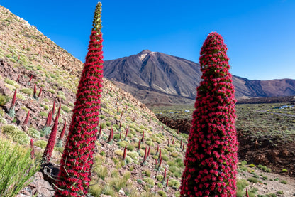 25 TOWER OF JEWELS Red Bugloss Echium Wildpretii Ruby Hummingbird Flower Seeds