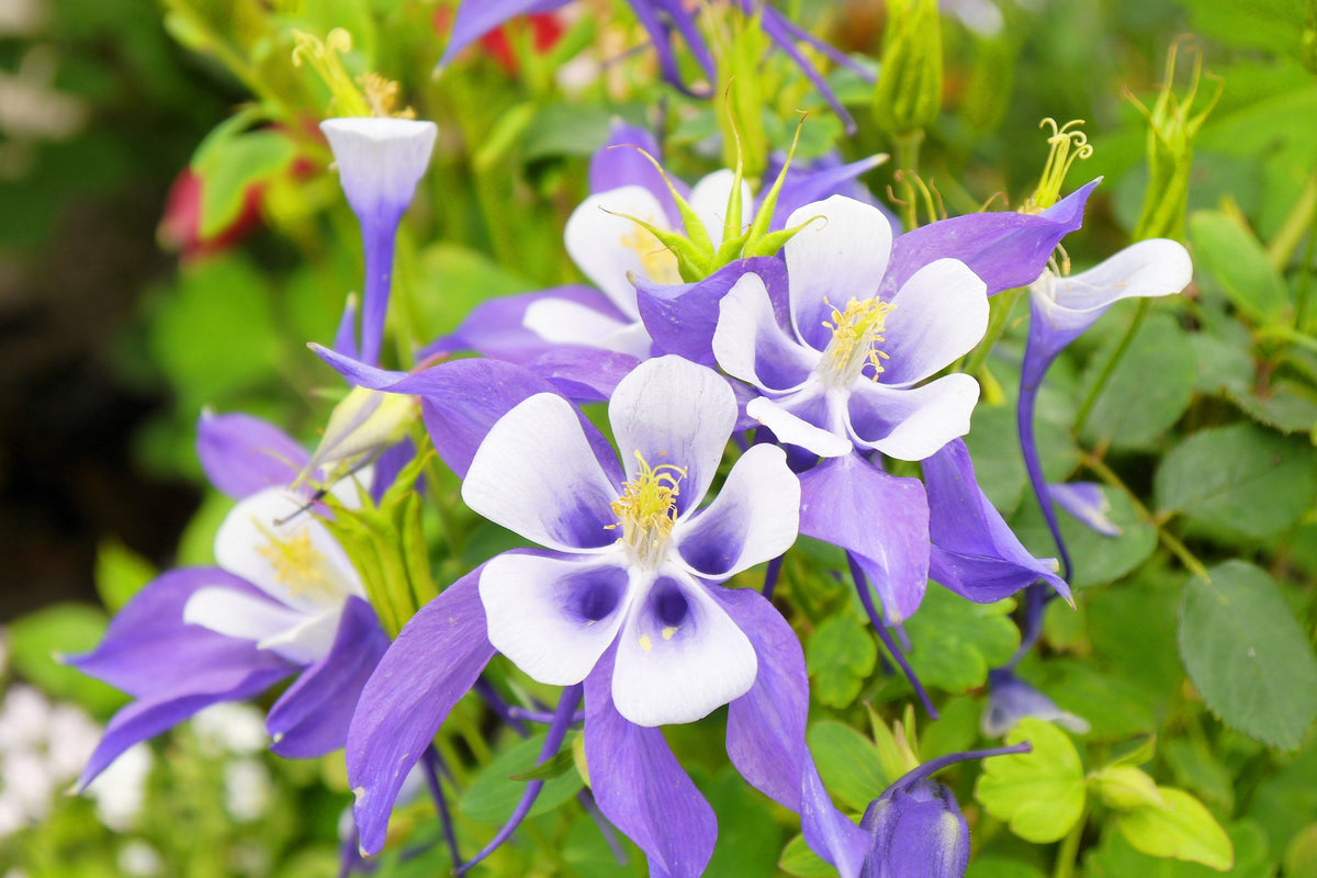 100 MIXED EUROPEAN COLUMBINE Aquilegia Flower Seeds