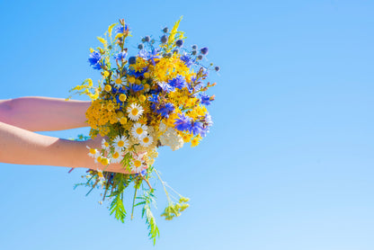 1000 CHICORY (Blue Daisy / Blue Sailors / Coffeeweed / Succory) Cichorium Intybus Flower Herb Seeds