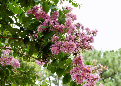 35 Light PINK CREPE MYRTLE Crape Tree Shrub Lagerstroemia Indica Flower Seeds