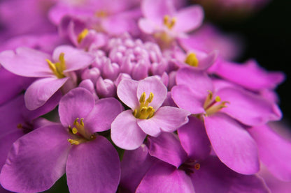 1000 ROSE CARDINAL CANDYTUFT Iberis Umbellata Flower Seeds