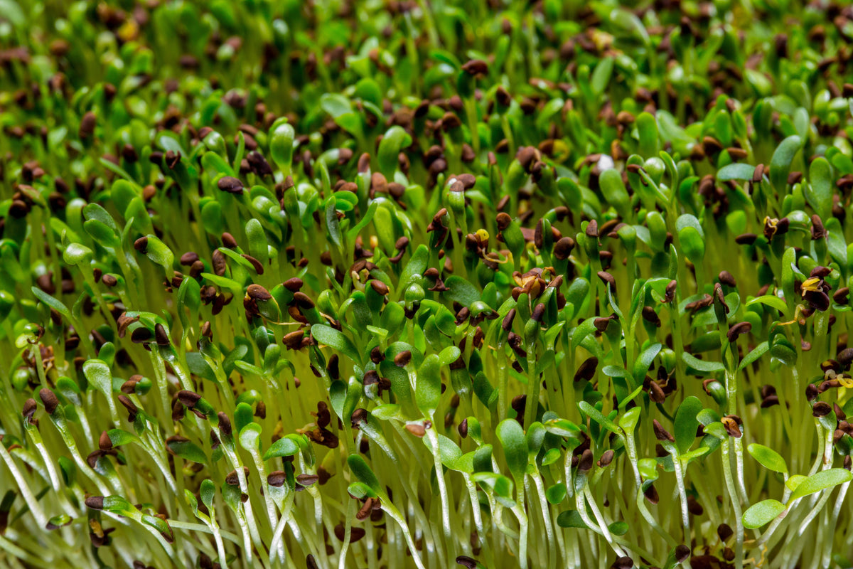 200 Organic BUCKWHEAT Fagopyrum Esculentum Grain Cover Crop Ground Cover Flower Vegetable Seeds