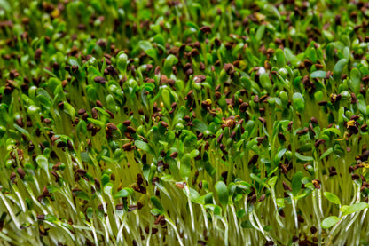200 Organic BUCKWHEAT Fagopyrum Esculentum Grain Cover Crop Ground Cover Flower Vegetable Seeds