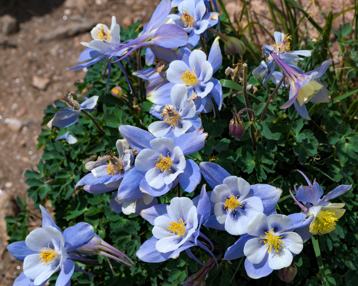 50 Blue ROCKY MOUNTAIN COLUMBINE Aquilegia Caerulea Flower Seeds
