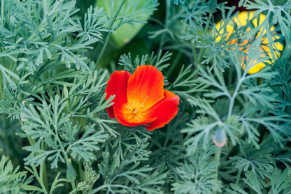 1500 MIKADO POPPY Red Orange California Poppy Flower Eschscholzia Californica Seeds