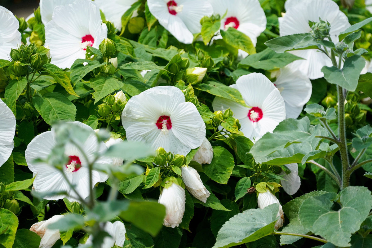25 MIXED LUNA HIBISCUS Moscheutos Hardy Mixed Colors - Red, Hot Pink, Pink & White Swirl, and White Flower Seeds