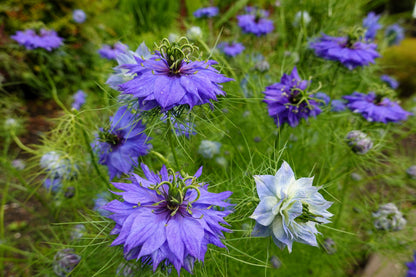 500 LOVE In A MIST PERSIAN Jewels Mixed Colors (Fennel Flower) Nigella Damascena Flower Seeds
