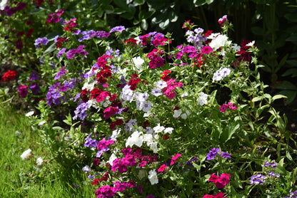 100 Mixed Colors DRUMMOND PHLOX MIX Pink, Red, White, Purple Phlox Drummondii Flower Seeds