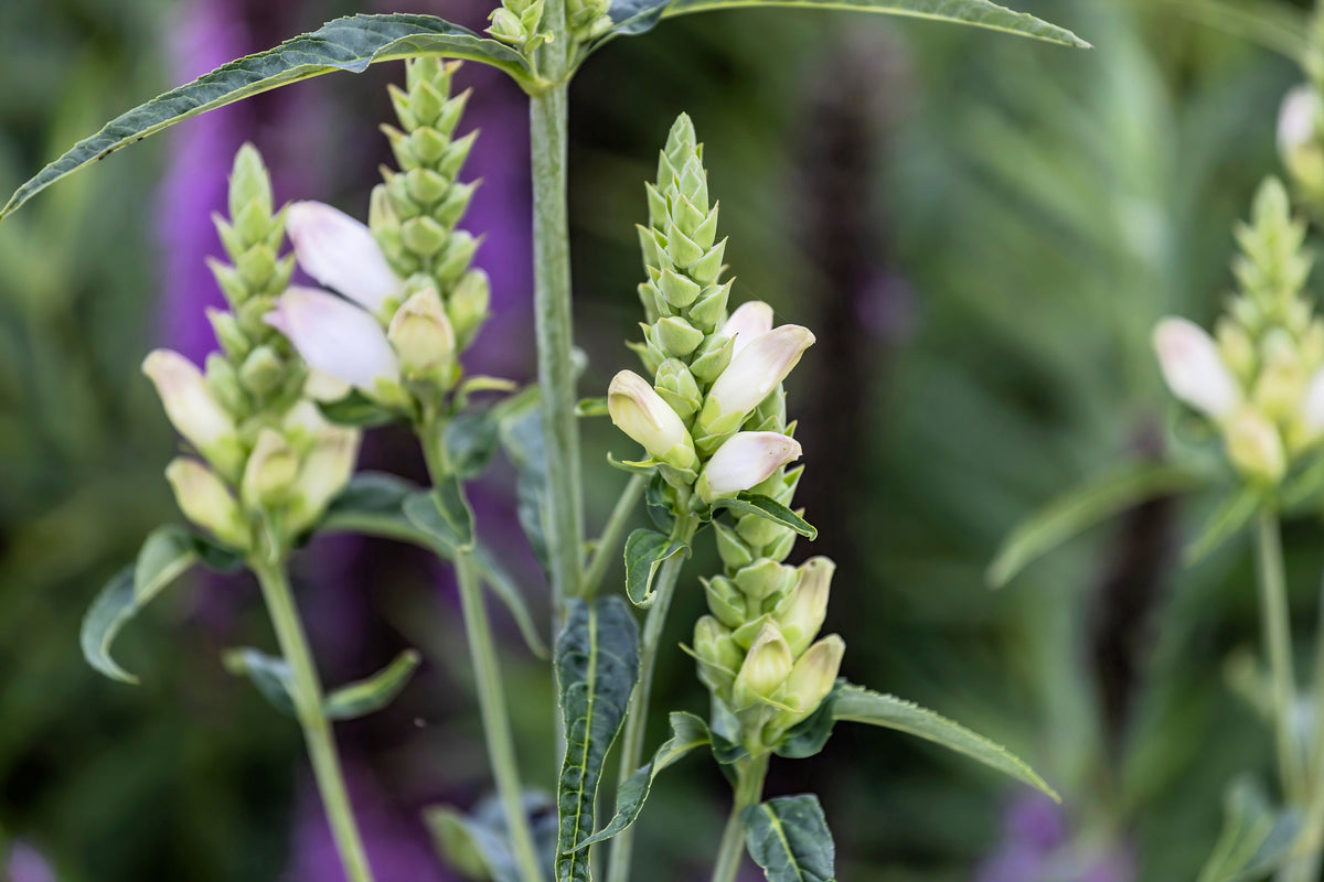 50 WHITE TURTLEHEAD Chelone Glabra Flower Seeds