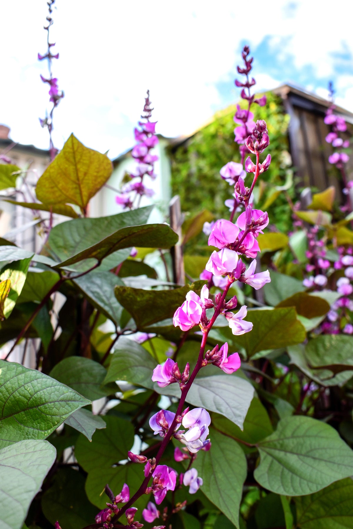 10 Ruby Moon HYACINTH BEAN Lablab Purpureus Blue Purple White Flower Ornamental Vine Seeds