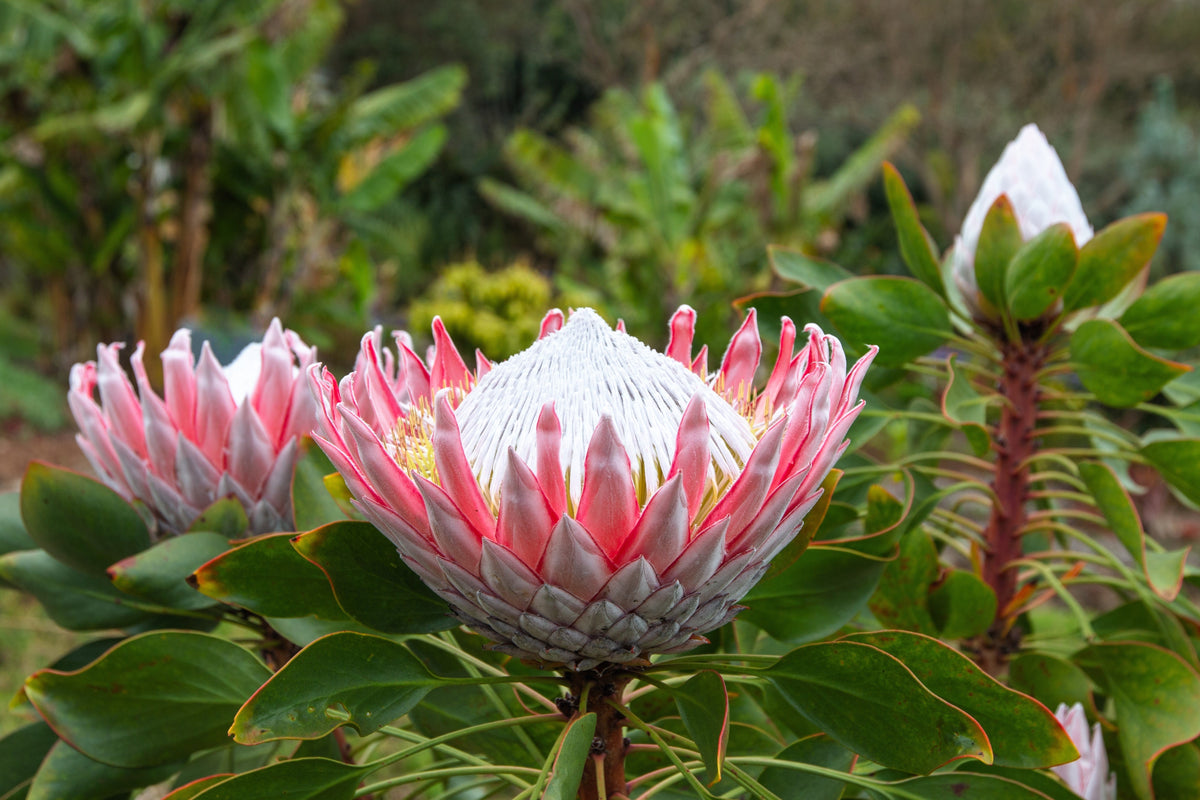 5 Giant KING PROTEA Cynaroides Sugarbush Rare 12" Flower Seeds