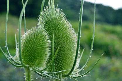 75 FULLERS TEASEL Indian Teasel Dipsacus Sativus White Flower Herb Seeds