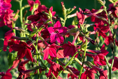 100 Red CRIMSON KING NICOTIANA (Ornamental Flowering Tobacco) Nicotiana Affinis Flower Seeds