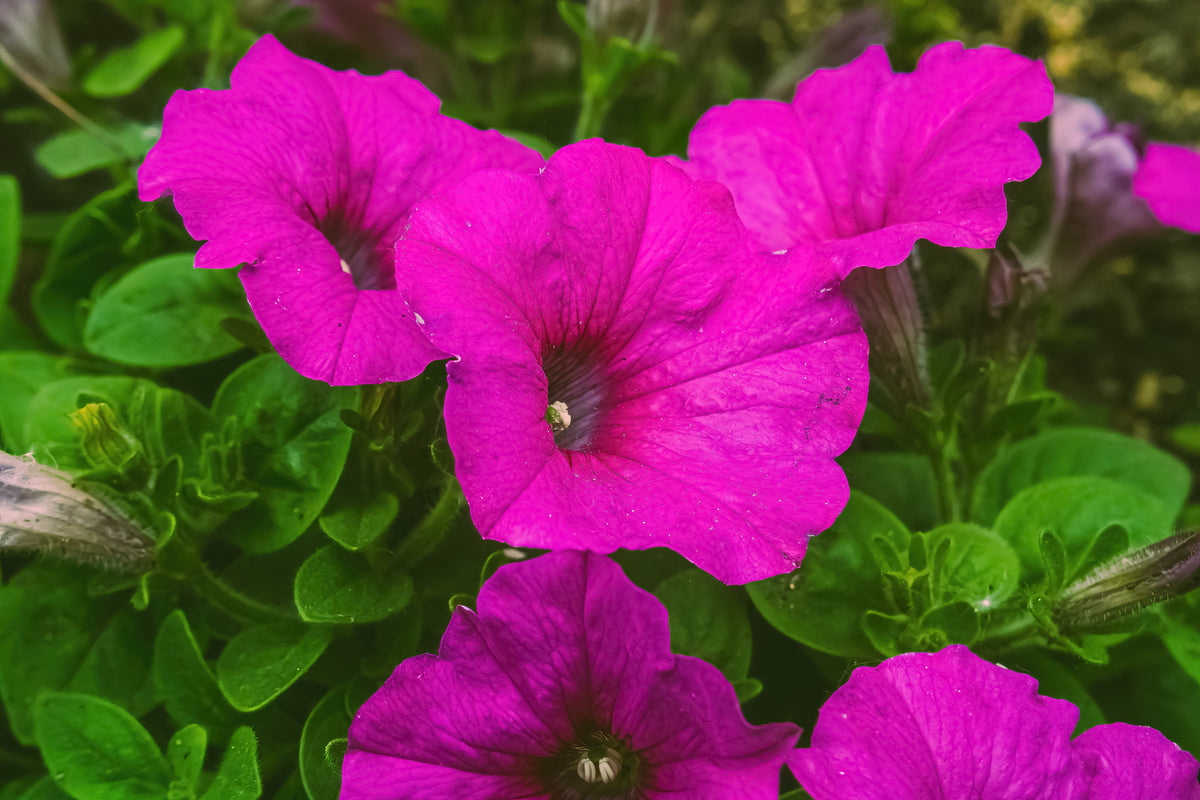 1000 SHANIN PETUNIA Integrifolia Violacea Pink Purple Wild Flower Seeds