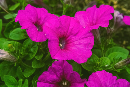 1000 SHANIN PETUNIA Integrifolia Violacea Pink Purple Wild Flower Seeds