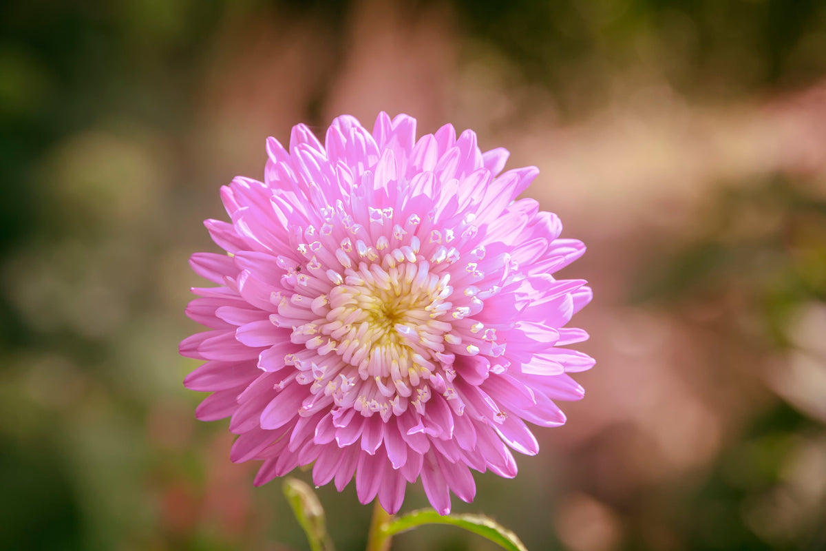 1000 POWDER PUFF ASTER Mix Callistephus Chinensis Flower Seeds