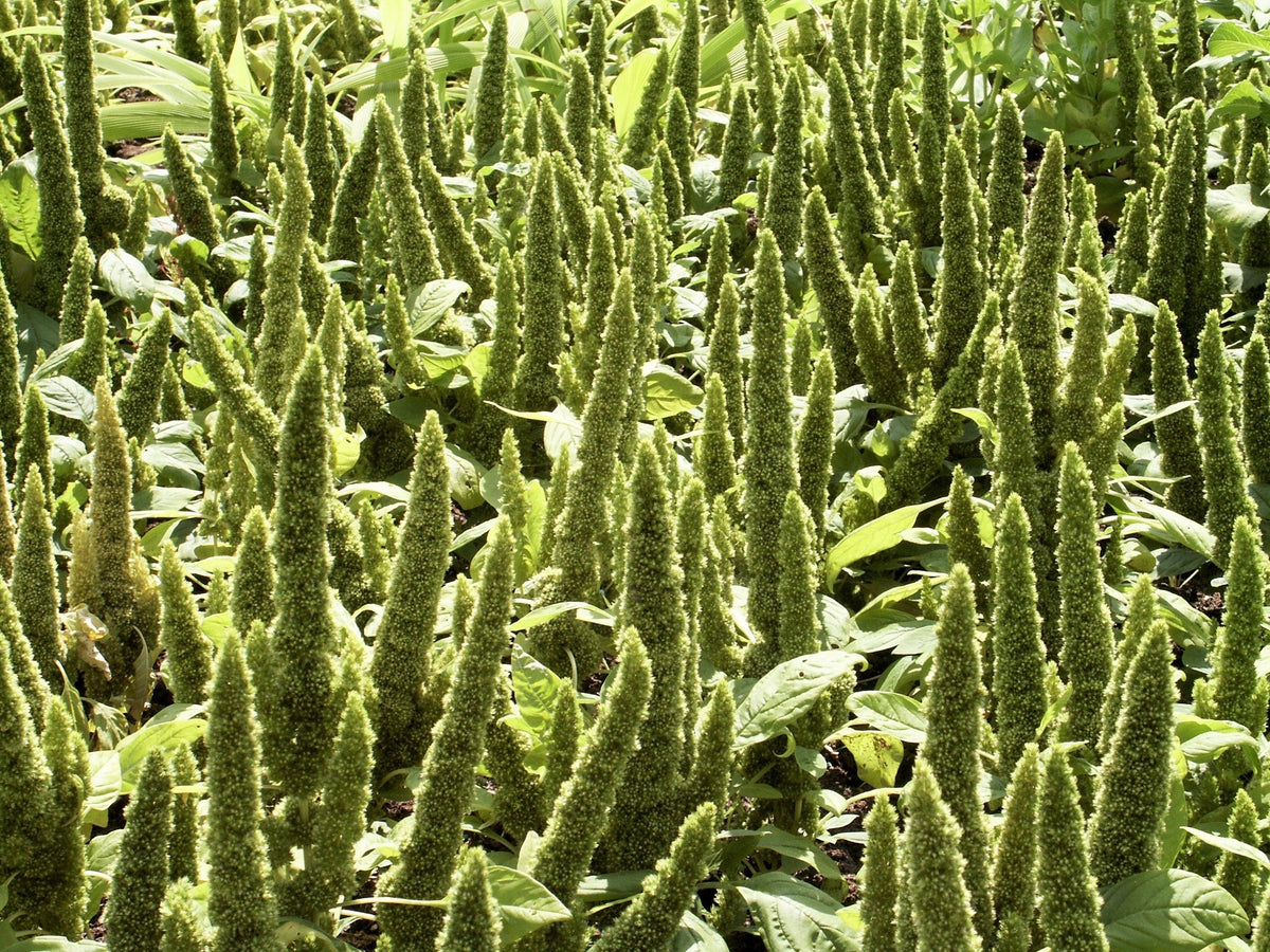 200 GREEN THUMB AMARANTHUS Hypochondriacus Prince’s Feather Amaranth Flower Seeds