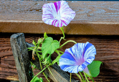 40 CARNEVALE di VENEZIA MORNING GLORY Pink & Purple with White Stripes Ipomoea Purpurea Flower Vine Seeds