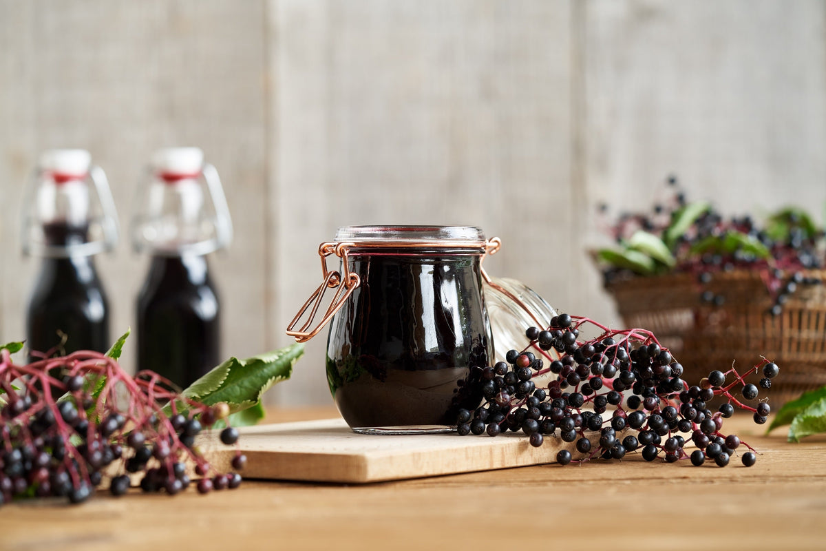 500 BULK American ELDERBERRY Fruit Bush Shrub Tree Sambucus Nigra Canadensis Seeds