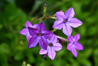100 Heirloom MIXED COLORS NICOTIANA (Ornamental Flowering Tobacco) Nicotiana Alata Flower Seeds