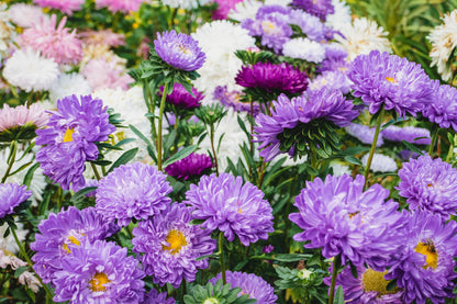1000 POWDER PUFF ASTER Mix Callistephus Chinensis Flower Seeds