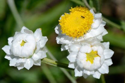 250 WHITE WINGED EVERLASTING Ammobium Alatum Flower Seeds