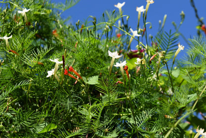 50 CYPRESS VINE MIX Ipomoea Quamoclit Convolvulus Hummingbird Star Morning Glory Cardinal Creeper Flower Seeds - Mixed Colors Red Pink White