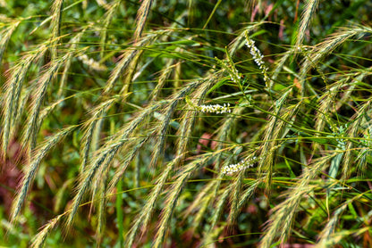 500 CANADIAN RYE Elymus Canadensis Grain Grazing Grass Ground Cover Seeds