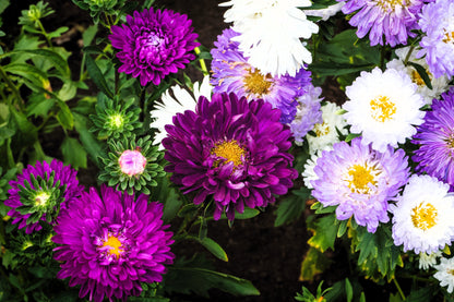 1000 POWDER PUFF ASTER Mix Callistephus Chinensis Flower Seeds