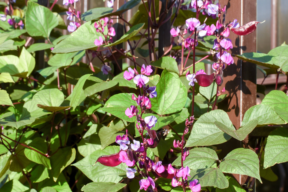 10 Ruby Moon HYACINTH BEAN Lablab Purpureus Blue Purple White Flower Ornamental Vine Seeds