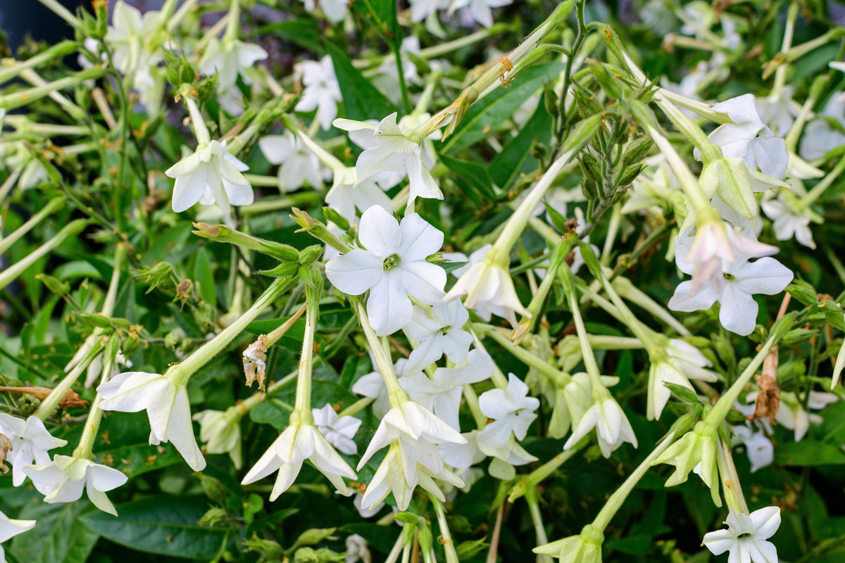 200 JASMINE AZTEC NICOTIANA (Ornamental Flowering Tobacco) Nicotiana Alata Flower Seeds