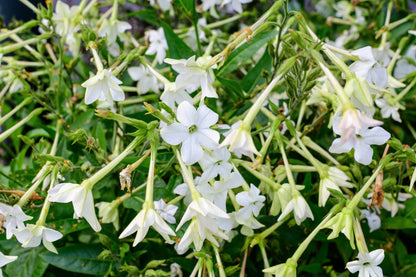 200 JASMINE AZTEC NICOTIANA (Ornamental Flowering Tobacco) Nicotiana Alata Flower Seeds