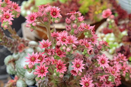 25 MIXED HENS & CHICKS Chickens Succulent (Live Forever) Sempervivum Flower Seeds