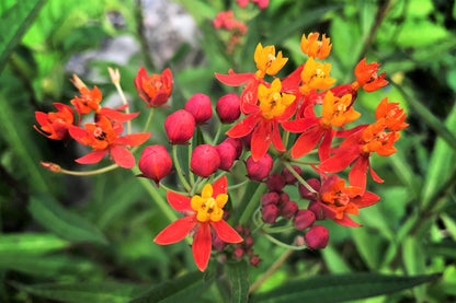 100 SUNSET MILKWEED Asclepias Curassavica Scarlet Blood Flower Red Orange Butterfly Weed Seeds
