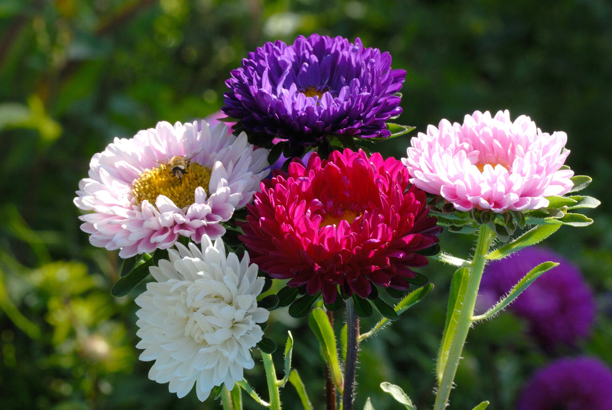 1000 POWDER PUFF ASTER Mix Callistephus Chinensis Flower Seeds