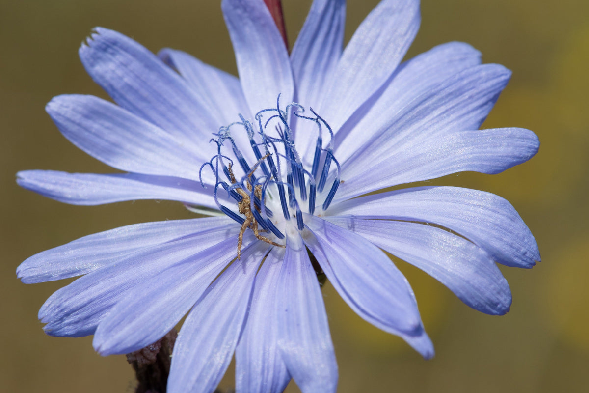 1000 CHICORY (Blue Daisy / Blue Sailors / Coffeeweed / Succory) Cichorium Intybus Flower Herb Seeds