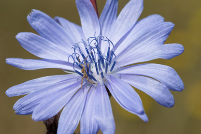 1000 CHICORY (Blue Daisy / Blue Sailors / Coffeeweed / Succory) Cichorium Intybus Flower Herb Seeds