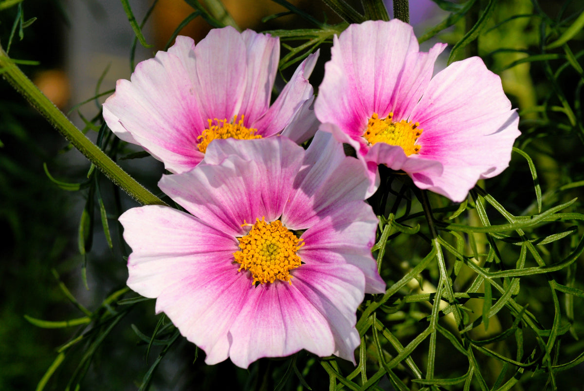 150 DAYDREAM COSMOS Bipinnatus Flower Seeds
