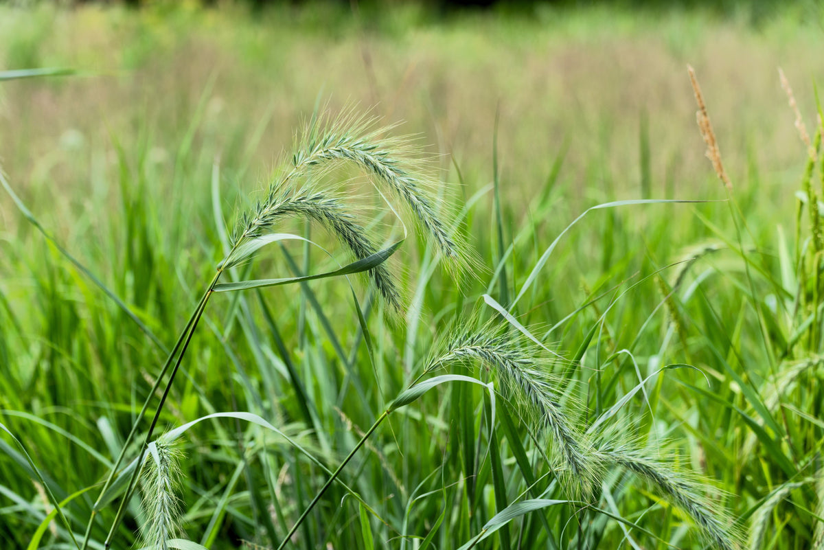 500 CANADIAN RYE Elymus Canadensis Grain Grazing Grass Ground Cover Seeds