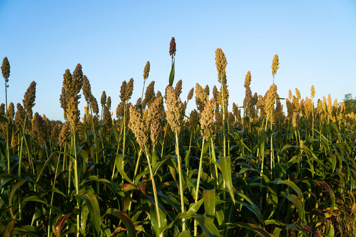 50 TOP 76-6 SORGHUM Bicolor Syrup Flour Grain Vegetable Seeds