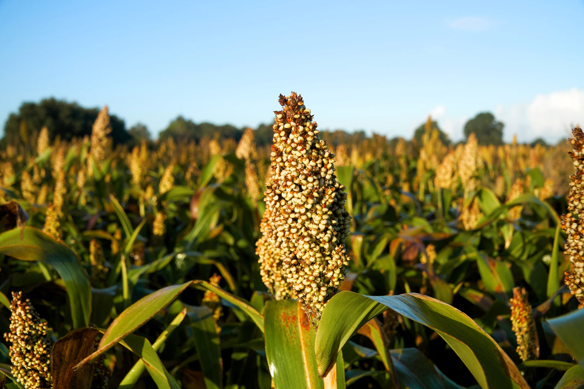 50 TOP 76-6 SORGHUM Bicolor Syrup Flour Grain Vegetable Seeds
