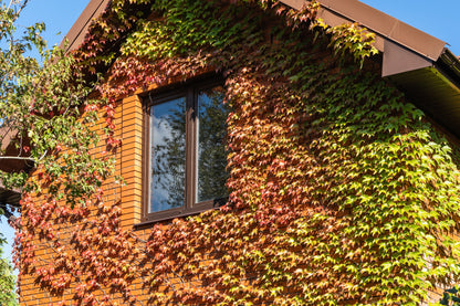 10 BOSTON IVY ( Bostonian Ivy / Wall Ivy ) Parthenocissus Tricuspidata Veitchii Vine Flower Seeds