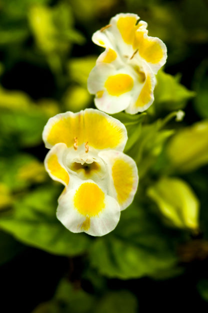 10 KAUAI MIX TORENIA Fournieri Sun or Shade Wishbone Flower Seeds - Mixed Colors 2 Tone Blue Red Pink
