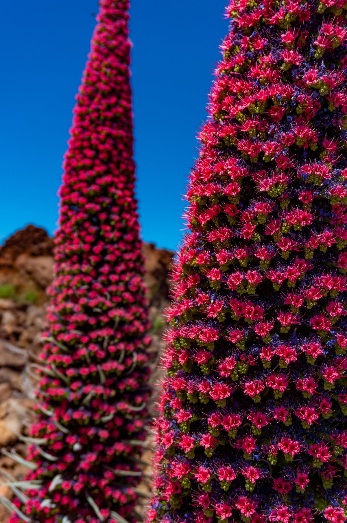 25 TOWER OF JEWELS Red Bugloss Echium Wildpretii Ruby Hummingbird Flower Seeds