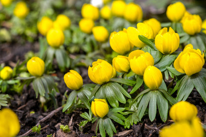 10 WINTER ACONITE Eranthis Hyemalis Yellow Sun Shade Flower Seeds