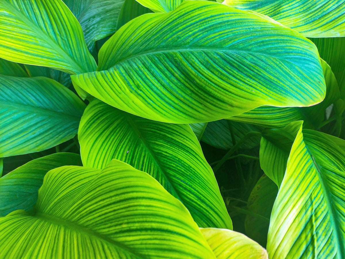 5 YELLOW CANNA LILY Indian Shot Canna Indica Flower Seeds