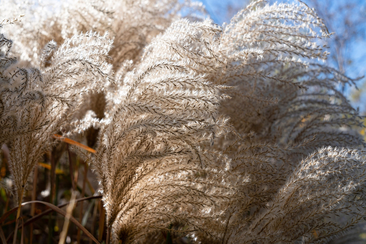 10 RED MAIDEN GRASS Miscanthus Sinensis Plumes Ornamental Flower Seeds