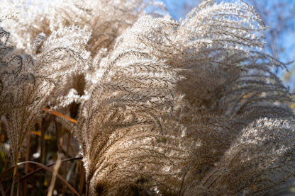 10 RED MAIDEN GRASS Miscanthus Sinensis Plumes Ornamental Flower Seeds