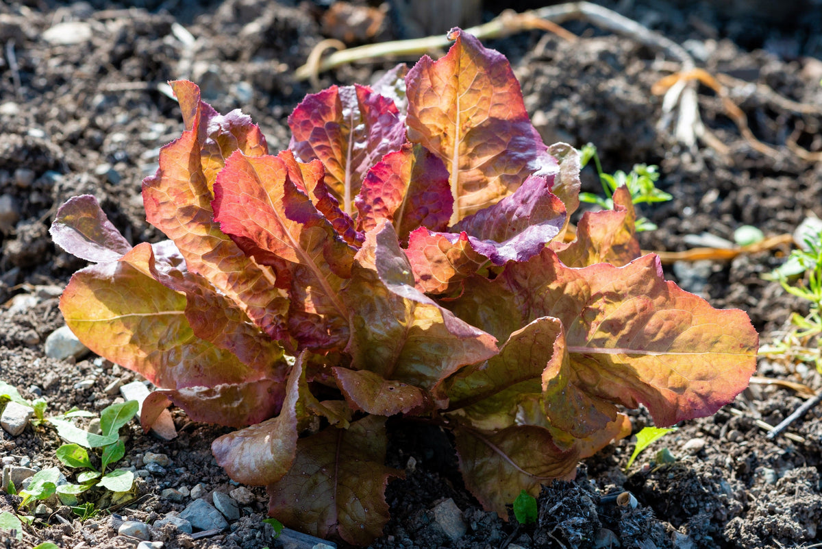 3000 RED ROMAINE LETTUCE Lactuca Sativa Vegetable Seeds
